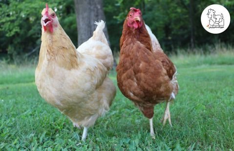  عکس انواع مرغ