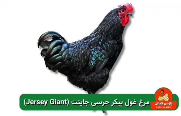  عکس انواع مرغ