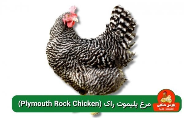  عکس انواع مرغ