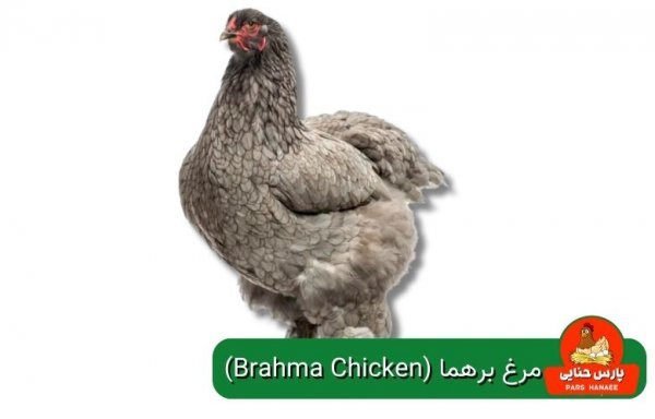  عکس انواع مرغ