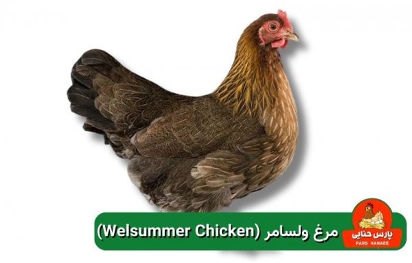  عکس انواع مرغ