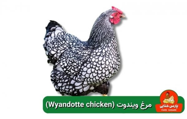  عکس انواع مرغ