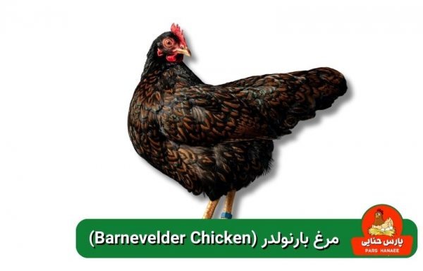  عکس انواع مرغ