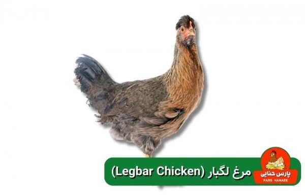  عکس انواع مرغ