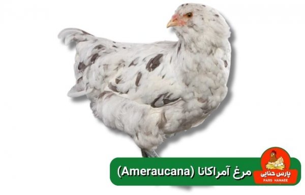  عکس انواع مرغ