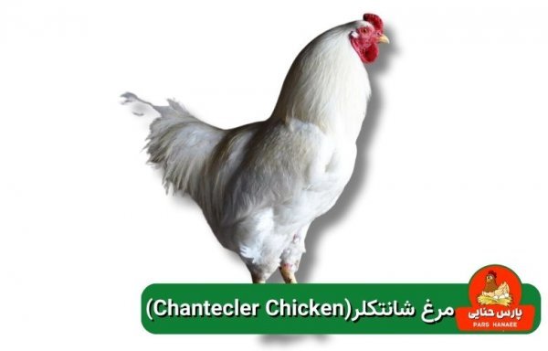  عکس انواع مرغ