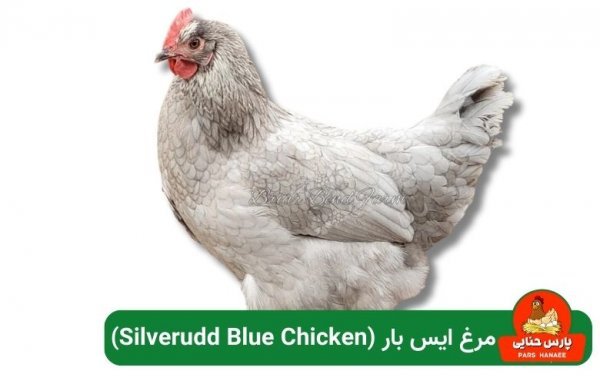  عکس انواع مرغ