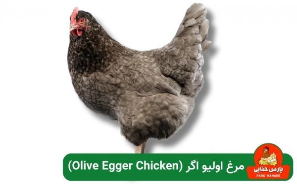  عکس انواع مرغ