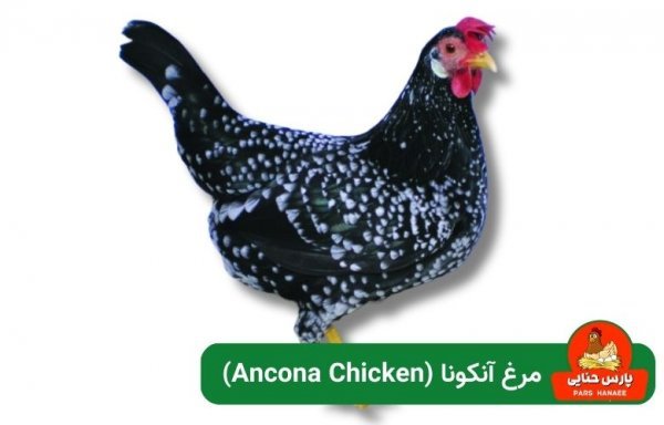  عکس انواع مرغ