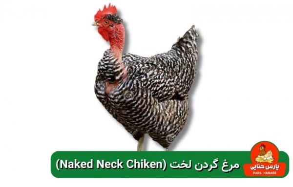  عکس انواع مرغ