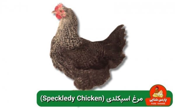  عکس انواع مرغ