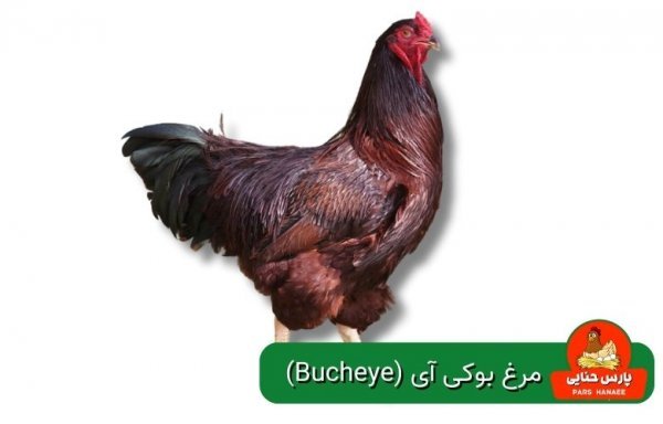  عکس انواع مرغ