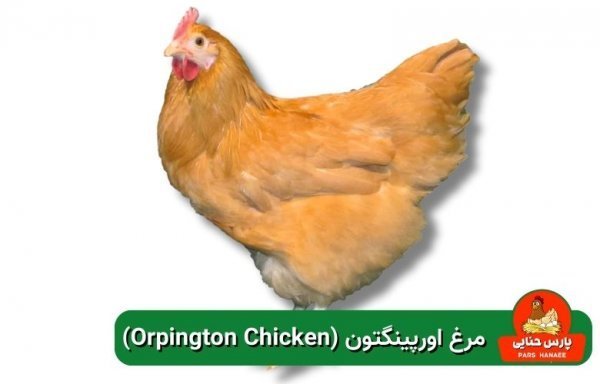  عکس انواع مرغ