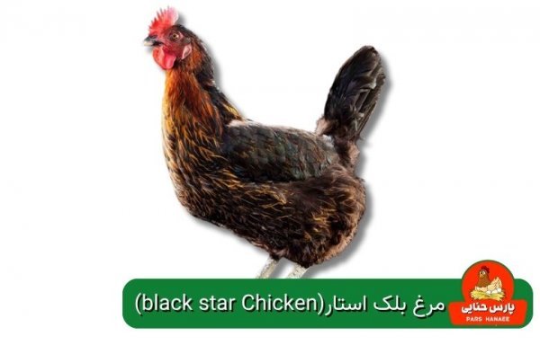  عکس انواع مرغ