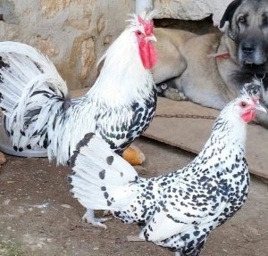 عکس مرغ و خروس زینتی