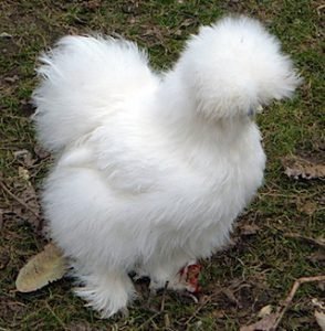  عکس مرغ و خروس زینتی