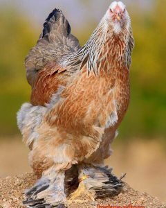  عکس مرغ و خروس زینتی