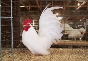  عکس مرغ و خروس زینتی