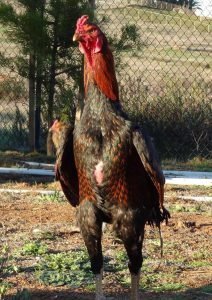  عکس مرغ و خروس زینتی