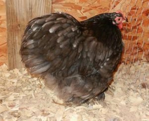  عکس مرغ و خروس زینتی