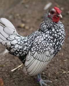  عکس مرغ و خروس زینتی