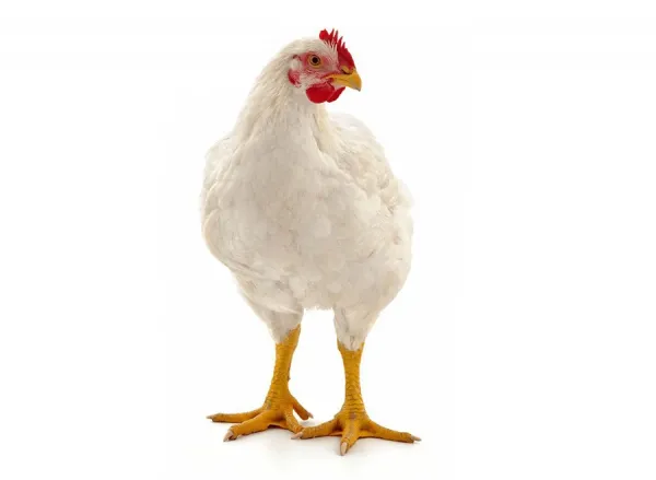  عکس مرغ گوشتی