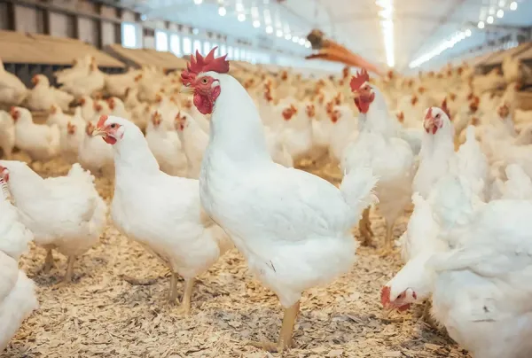  عکس مرغ گوشتی