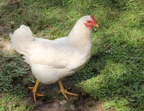  عکس مرغ گوشتی