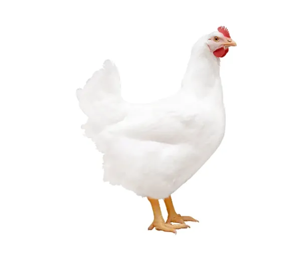  عکس مرغ گوشتی