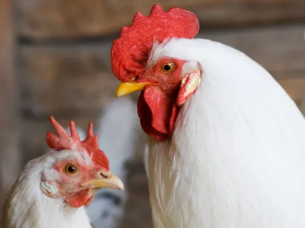  عکس مرغ گوشتی