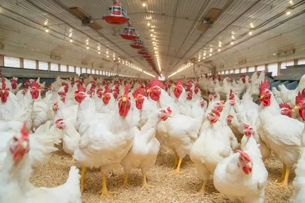  عکس مرغ گوشتی