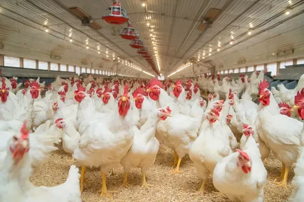  بک گراند مرغ خوشگل