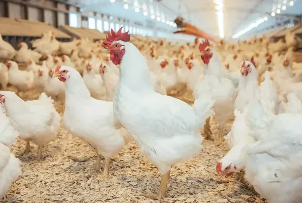  بک گراند مرغ خوشگل