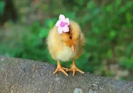  بک گراند جوجه فانتزی