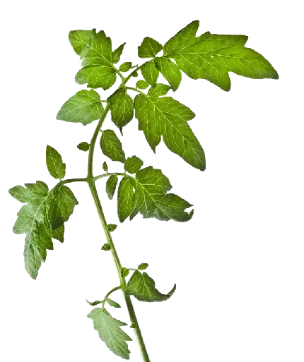  بک گراند جوجه فانتزی