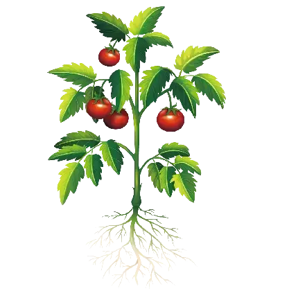  بک گراند جوجه فانتزی