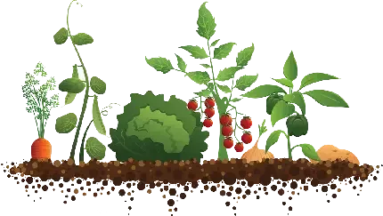  بک گراند جوجه فانتزی