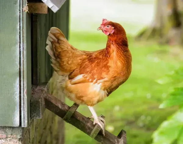  عکس از مرغ و خروس