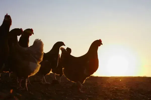  عکس از مرغ و خروس