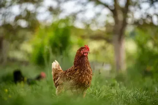  عکس از مرغ و خروس