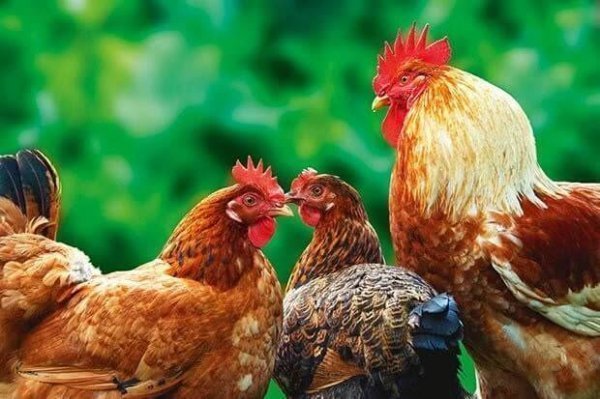  عکس از مرغ و خروس