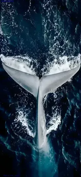  عکس دم وال برای بک گراند