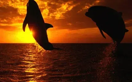  عکس وال و نهنگ