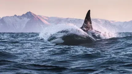  عکس وال و نهنگ