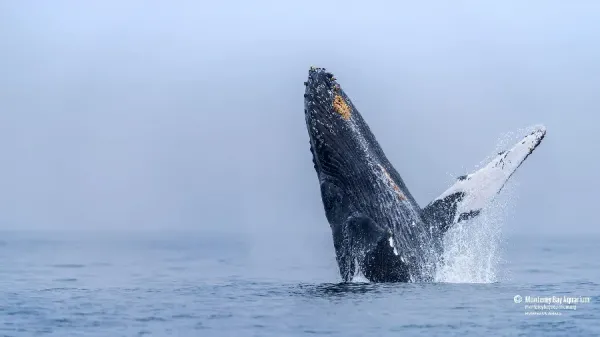  عکس وال سیاه