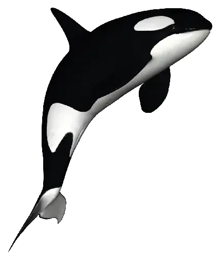  عکس نهنگ زیبا روی آب