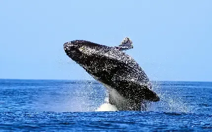  تصویر زمینه عکس نهنگ در دریا