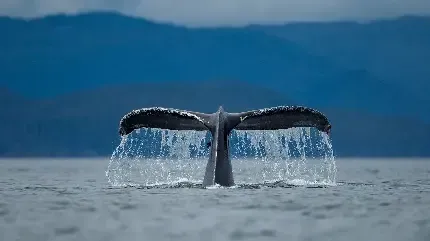  تصویر زمینه عکس نهنگ در دریا