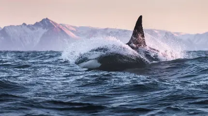  عکس نهنگ های غول پیکر و بزرگ