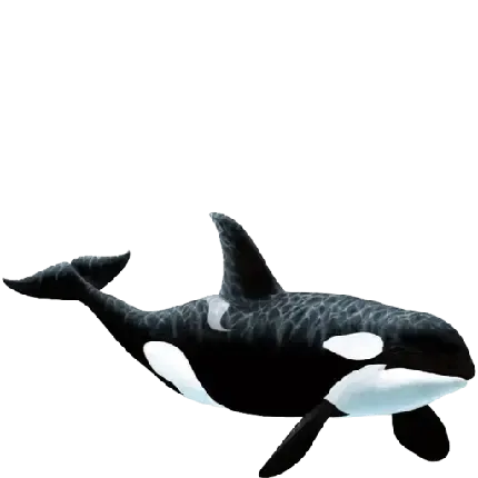  عکس نهنگ های غول پیکر و بزرگ